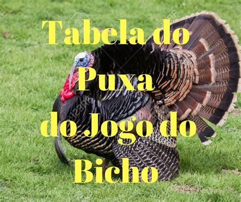 o camelo puxa o quê no jogo do bicho - borboletas puxadas do bicho